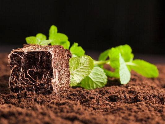 Buy Coco Peat Online in Canada - Bloom Coir